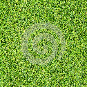 Green grass texture for background. Green lawn pattern and texture background