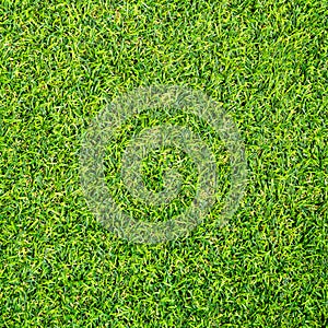 Green grass texture for background. Green lawn pattern and texture background