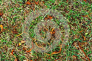 Green grass texture for background. Green and yellow pattern of autumn grass. Close-up.