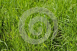 Green grass texture background horizontal
