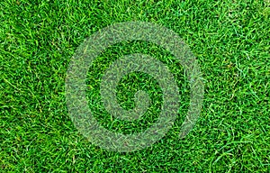 Green grass texture for background. Green lawn pattern and texture background. Close-up