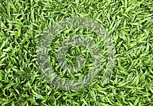 Green grass texture background, lawn for a training football pitch, green lawn pattern textured for the background