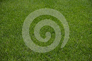 Green grass texture background. Soccer or golf field