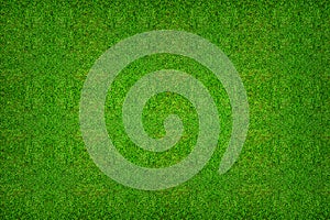 Green grass texture background for soccer sport or football sport and golf sport background.