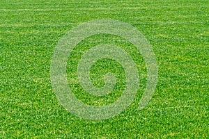 Green grass texture background. Stadium grass landscape