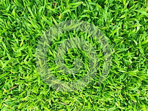 Green grass texture background, Top down of grass garden.