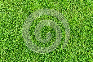 Green grass texture background top view.