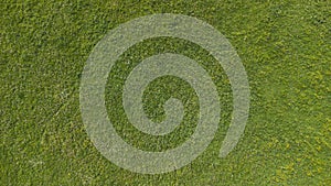 Green grass texture background Top view of bright grass garde.