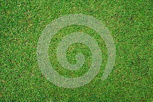 Green grass texture background Top view of bright grass garden, , lawn for training football pitch, Grass Golf Courses green lawn
