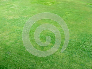 Green grass texture background, Top view of grass garden Ideal concept
