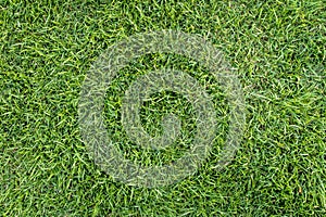 Green grass texture background top view. Realistic grass