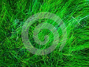 Green grass texture background for work with copy space