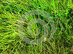 Green grass texture background for work with copy space