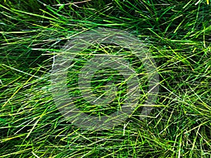 Green grass texture background for work with copy space