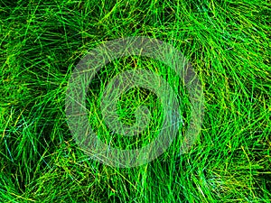 Green grass texture background for work with copy space