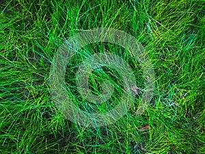 Green grass texture background for work with copy space