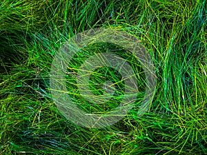 Green grass texture background for work with copy space