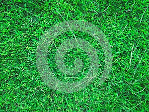 Green grass texture background for work with copy space