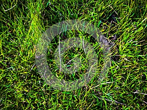 Green grass texture background for work with copy space