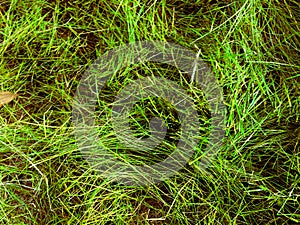 Green grass texture background for work with copy space