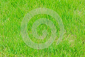 Green grass texture can be use for background.
