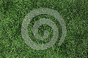 green grass texture close up. High quality photo