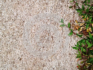 Green grass texture Crack with concert background