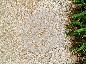 Green grass texture Crack with concrete background