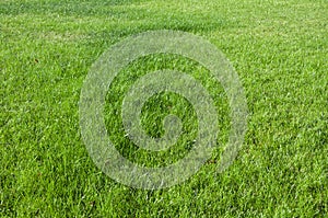 Green grass texture. Green grass field