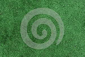 Green grass texture field