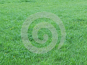 Green grass texture. Fresh, background.