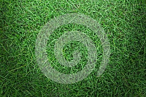 Green grass texture or green grass background.