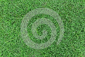 Green grass texture or green grass background.