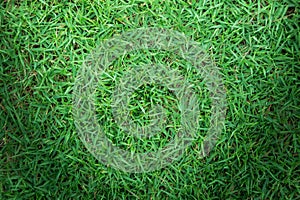 Green grass texture or green grass background.