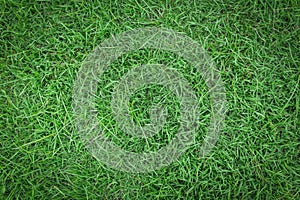 Green grass texture or green grass background.