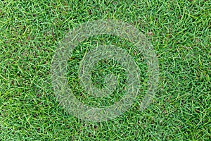 Green grass texture or green grass background. green grass for golf course, soccer field or sports background.