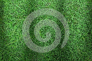 Green grass texture or green grass background. green grass for golf course, soccer field or sports background.