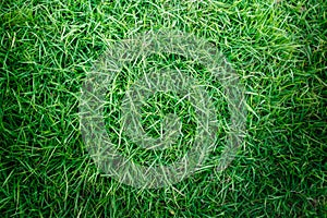 Green grass texture or green grass background. green grass for golf course, soccer field or sports background.