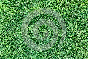Green grass texture or green grass background. green grass for golf course, soccer field or sports background.