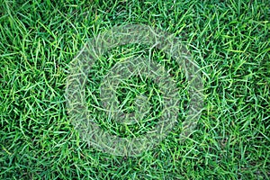 Green grass texture or green grass background. green grass for golf course, soccer field or sports background.