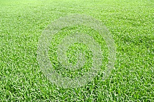 Green grass texture green of young wheat in early summer on field