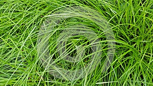 Green grass texture with long thin blades of grass after rain