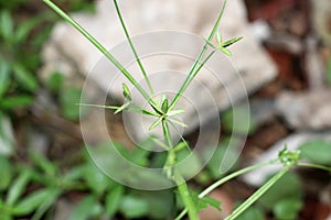 Green grass . there is blur at the background