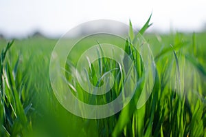 Green grass timothy-grass on a white background