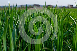 Green grass timothy-grass on a white background