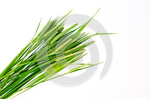 Green grass timothy-grass on a white background