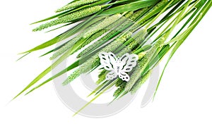 Green grass timothy-grass on a white background