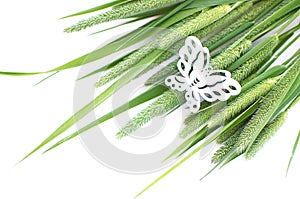 Green grass timothy-grass on a white background