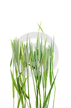 Green grass timothy-grass on a white background