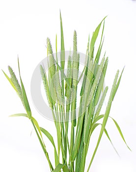 Green grass timothy-grass on a white background